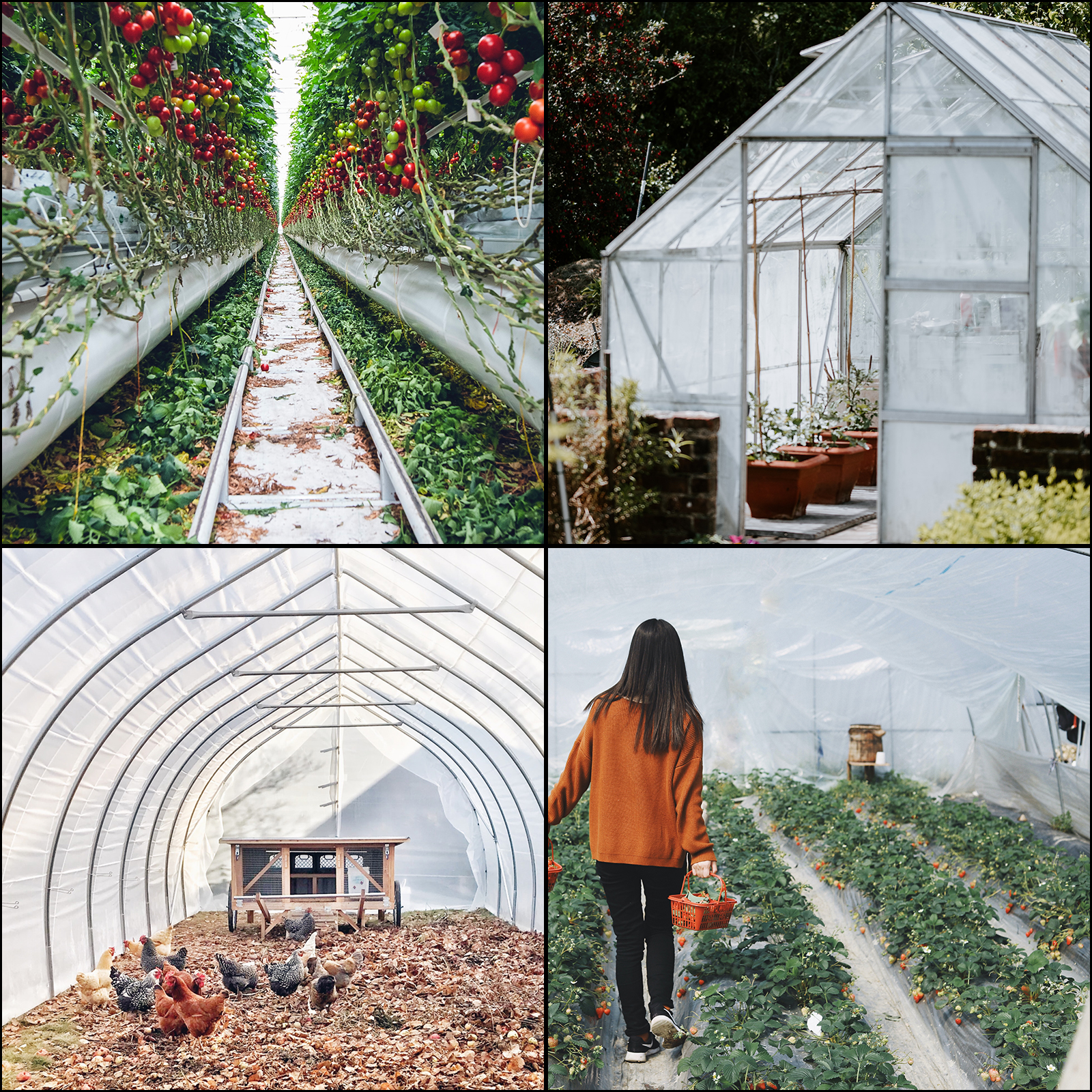 SucceBuy Agricultural Greenhou - Agriculture Farming Vegetables ulasan dan harga